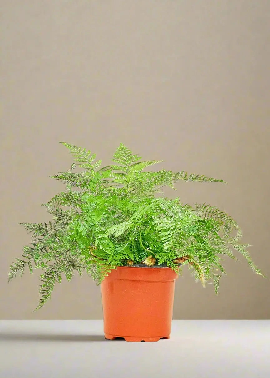 Fern 'Rabbit's Foot' House Plant Dropship Botani Haven