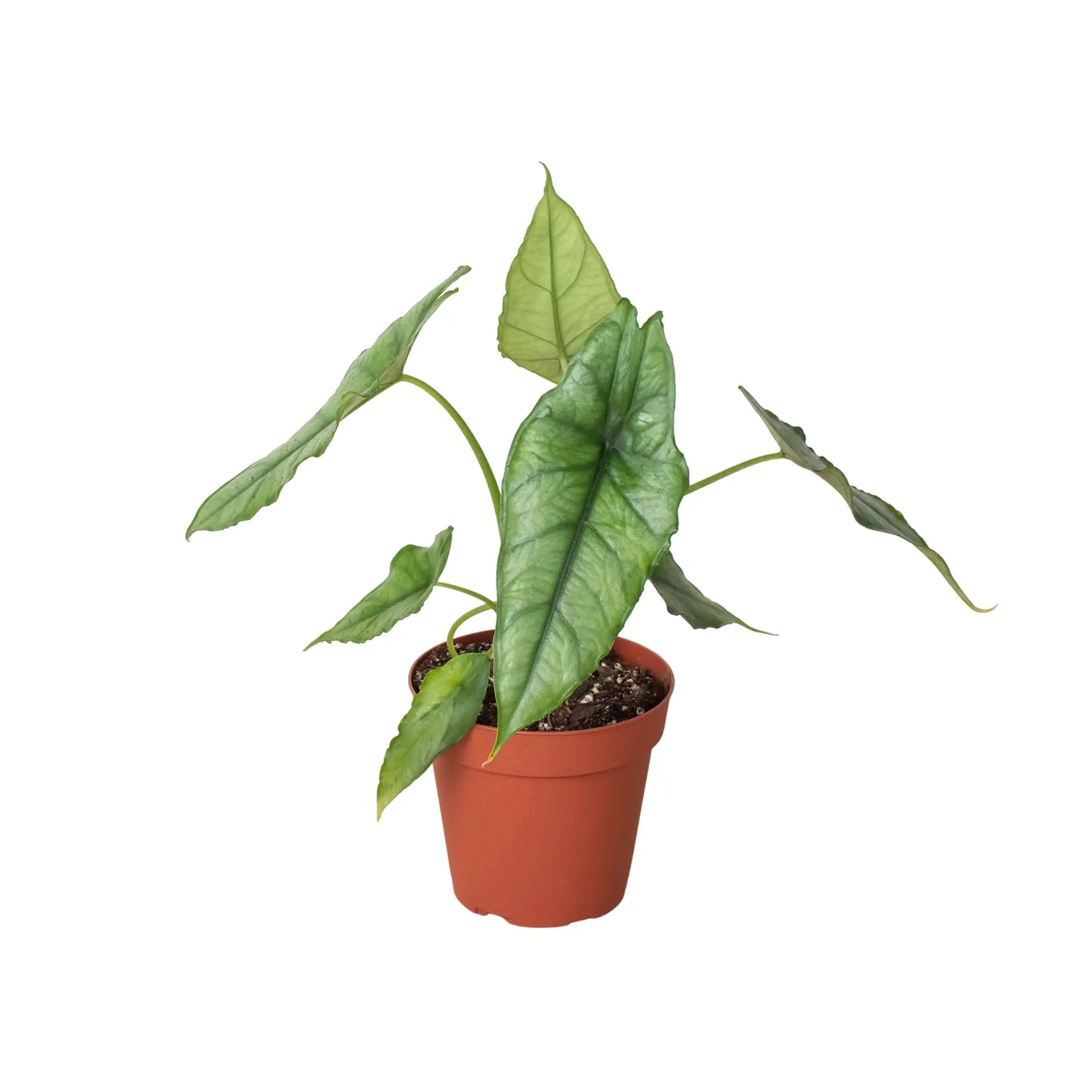 Alocasia 'Dragons Breath' House Plant Dropship Botani Haven