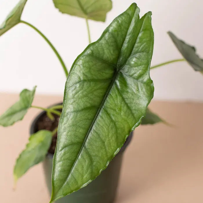 Alocasia 'Dragons Breath' House Plant Dropship Botani Haven