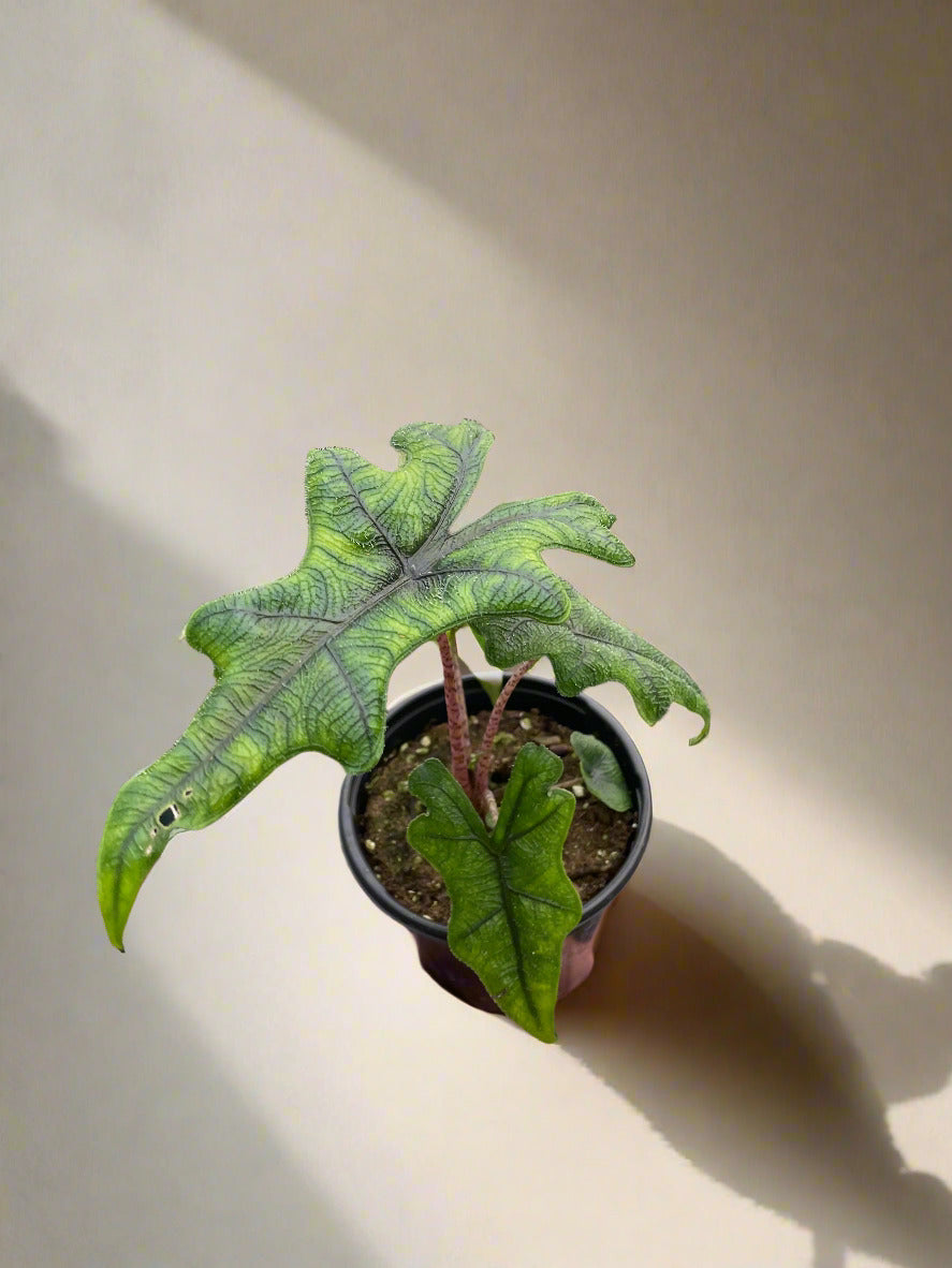 Alocasia 'Jacklyn' House Plant Dropship Botani Haven