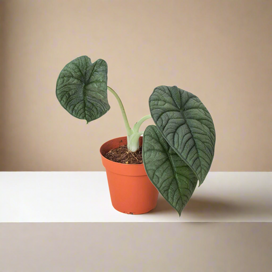 Alocasia 'Melo'