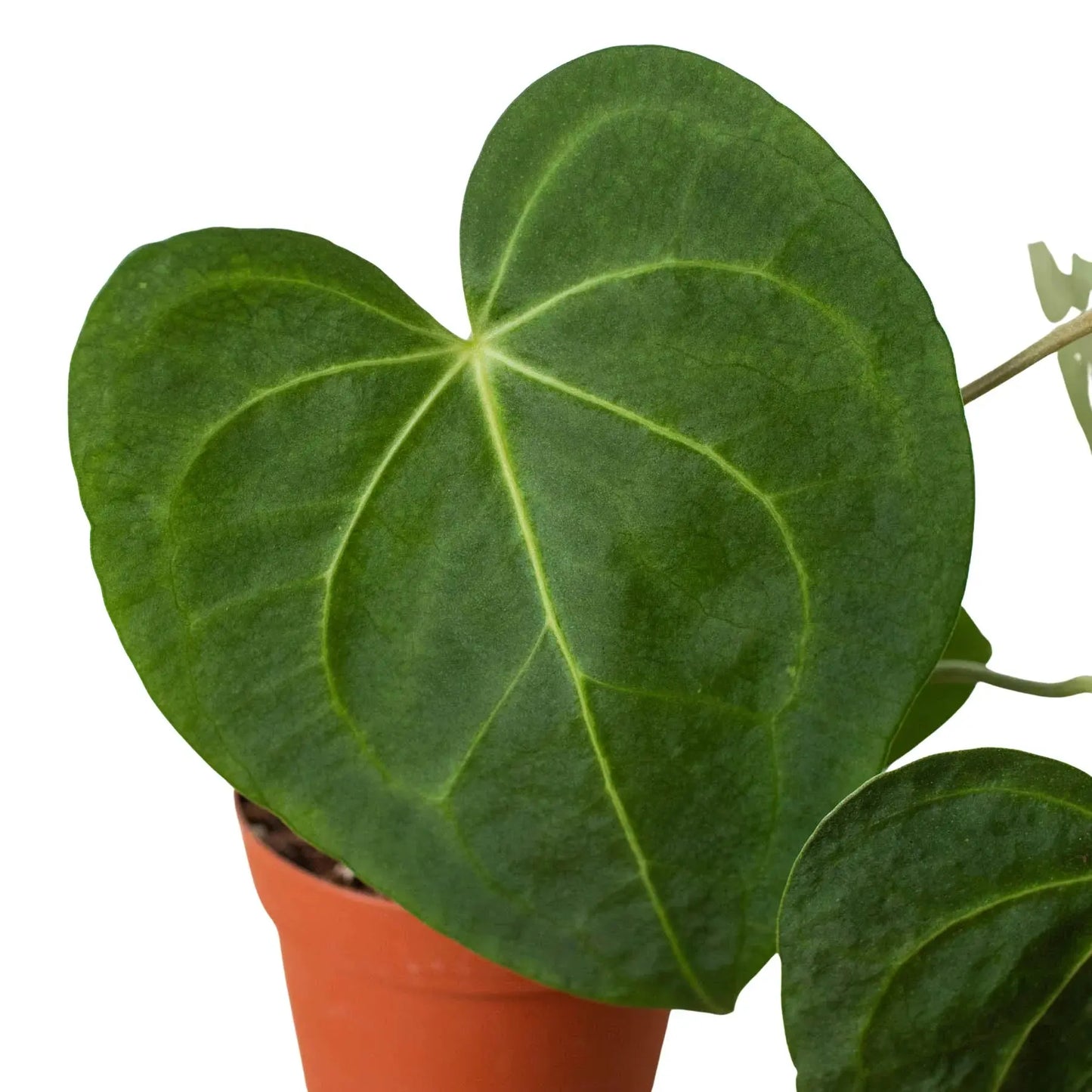 Anthurium 'Clarinervium' House Plant Dropship Botani Haven