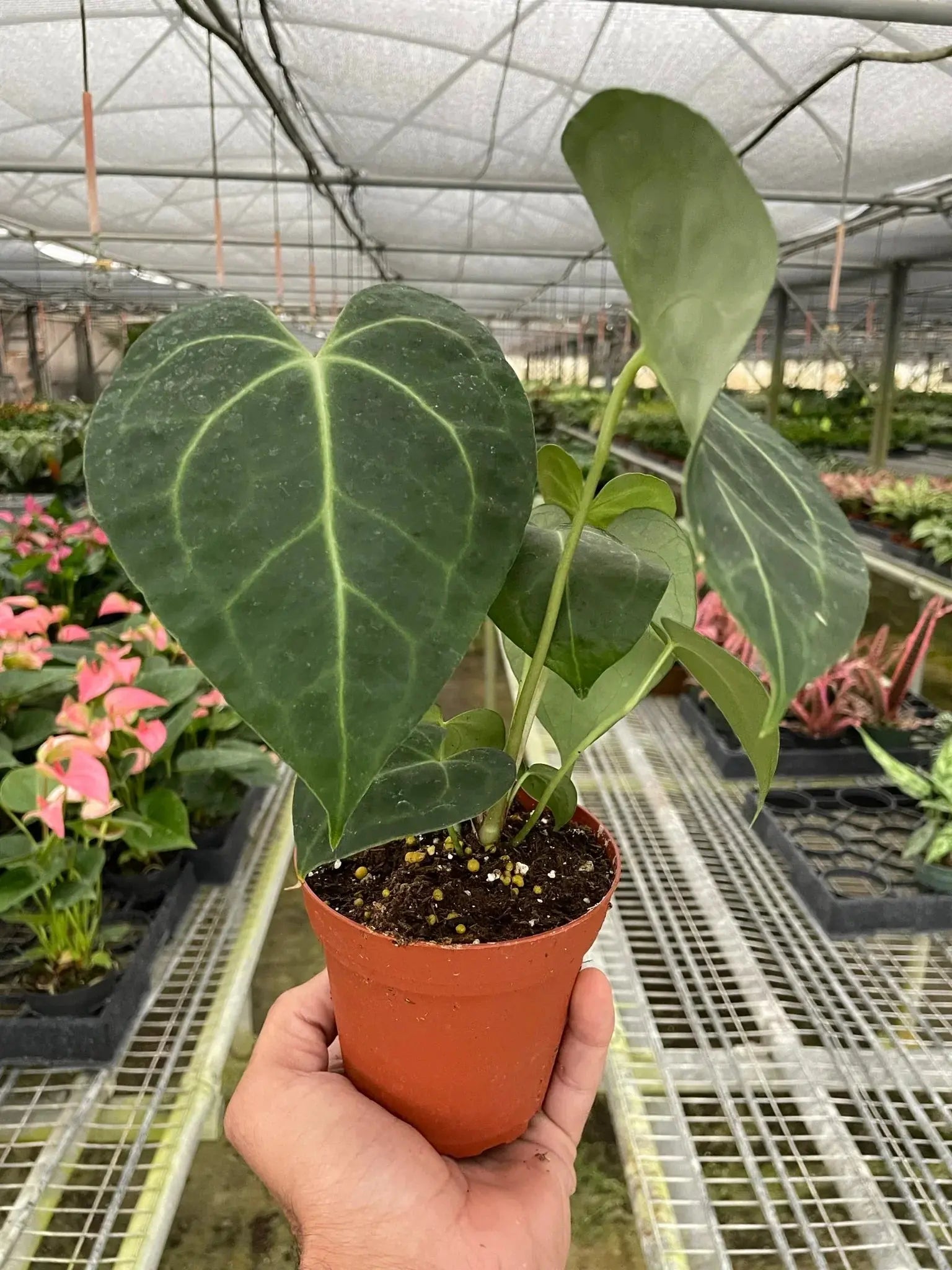 Anthurium 'Clarinervium' House Plant Dropship Botani Haven