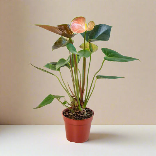 Anthurium Rainbow Champion - 4" Pot House Plant Dropship Botani Haven