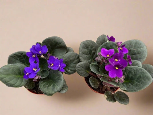 African Violet   **Blue/Purple Flowers** House Plant Dropship Botani Haven