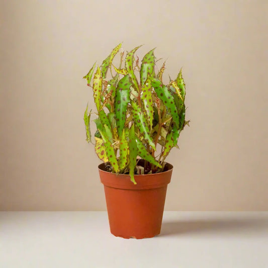 Begonia 'Pink Spotted' House Plant Dropship Botani Haven