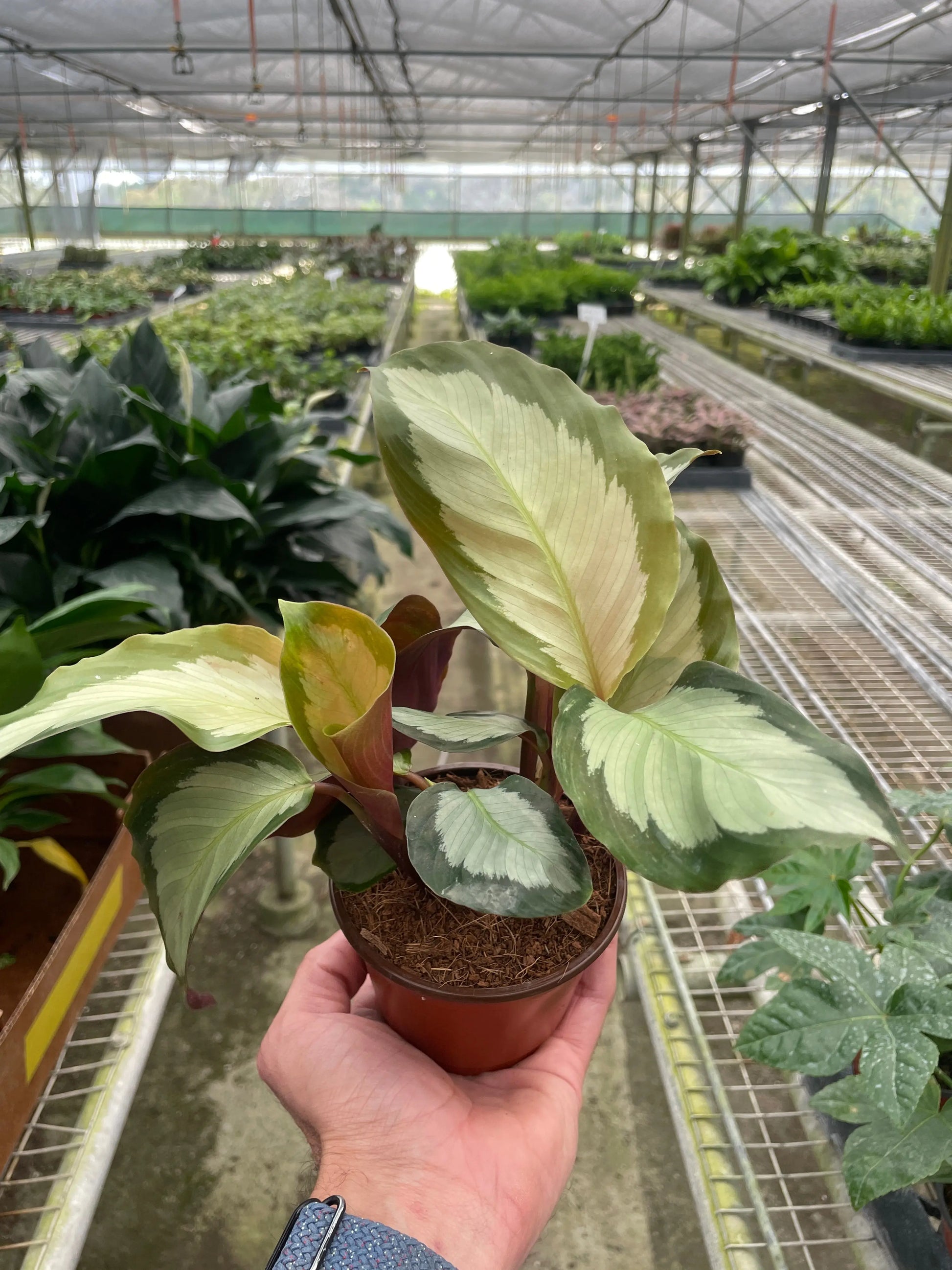 Calathea 'Picturata' House Plant Dropship Botani Haven