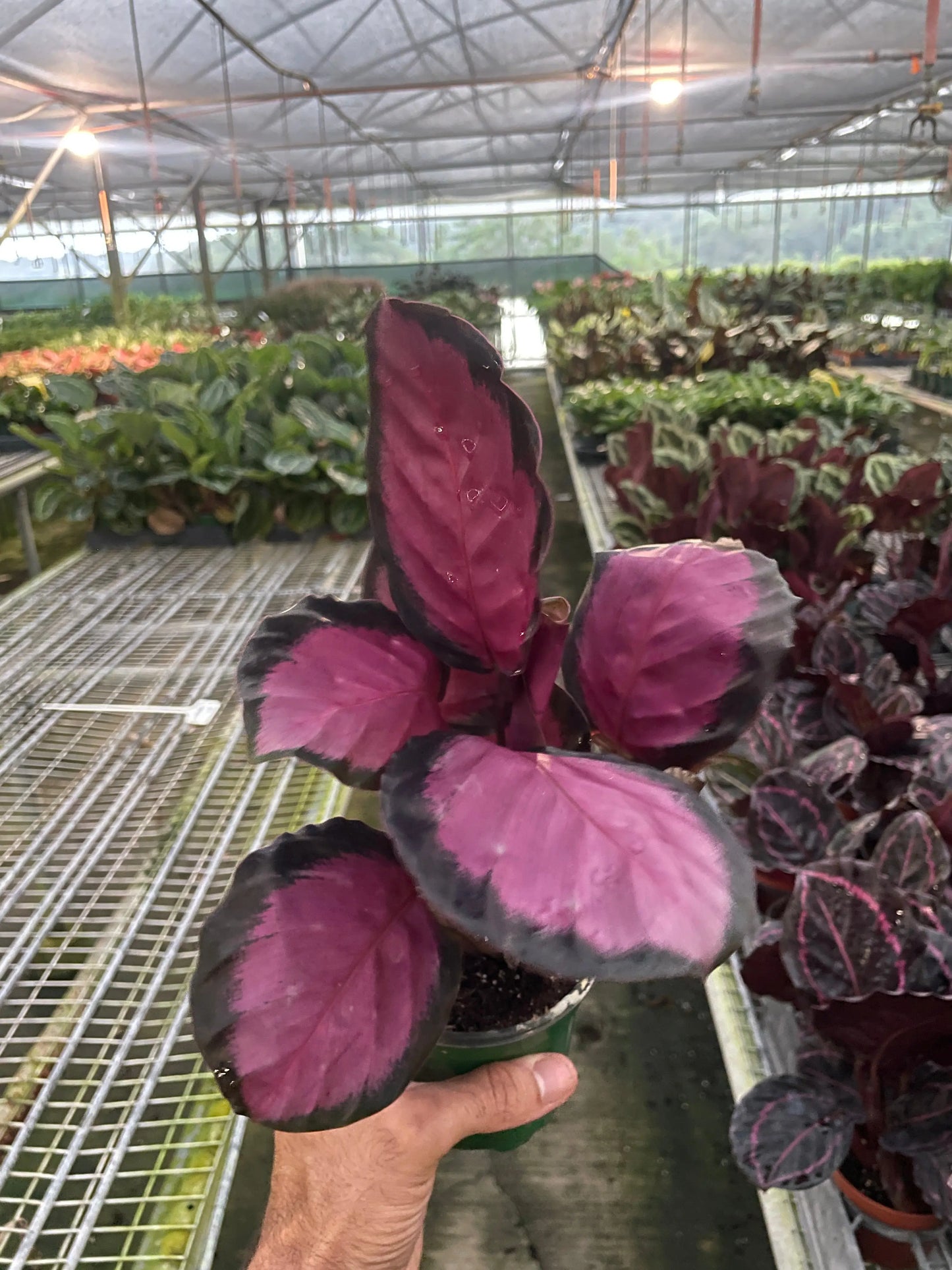 Calathea 'Purple Rose' House Plant Dropship Botani Haven