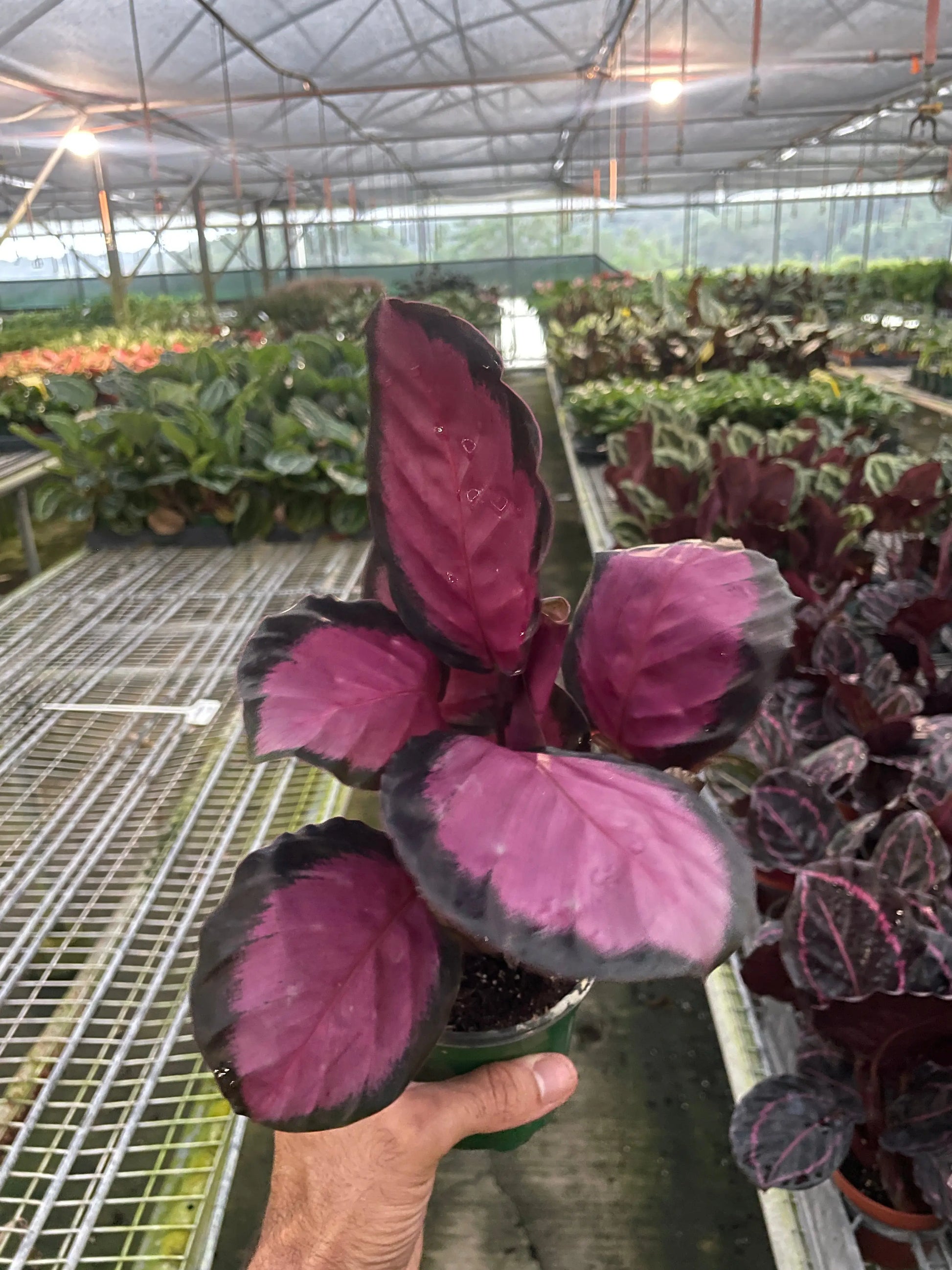 Calathea 'Purple Rose' House Plant Dropship Botani Haven