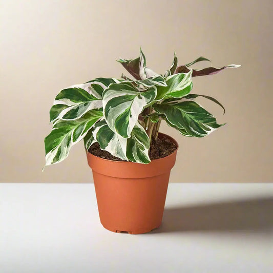 Calathea 'White Fusion' House Plant Dropship Botani Haven