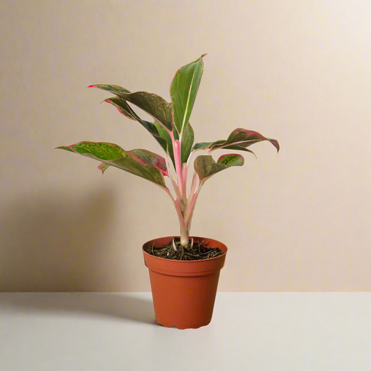 Chinese Evergreen 'Red Siam' House Plant Dropship Botani Haven