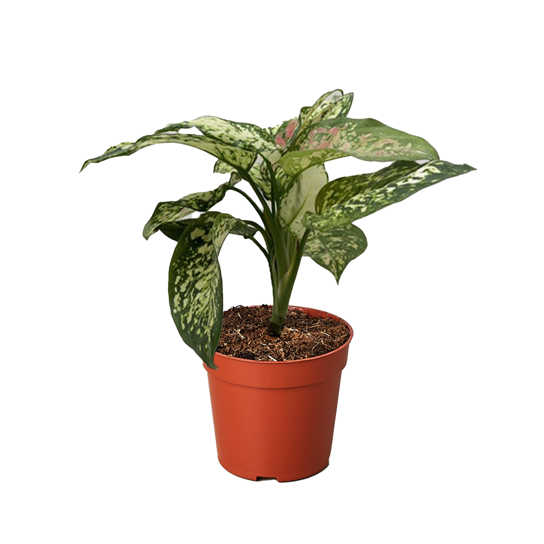 Chinese Evergreen 'Wishes' House Plant Wholesale Botani Haven