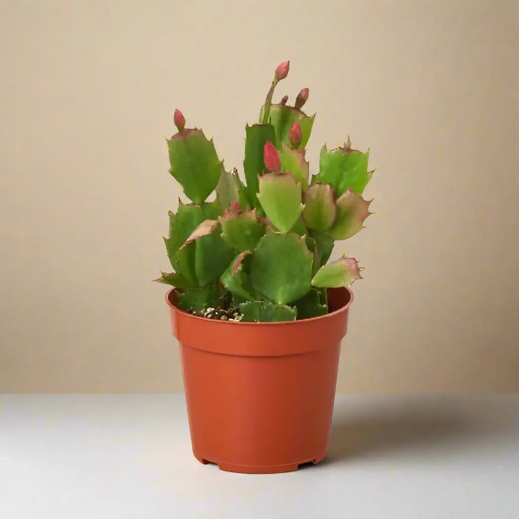 Zygocactus 'Christmas Cactus' House Plant Dropship Botani Haven