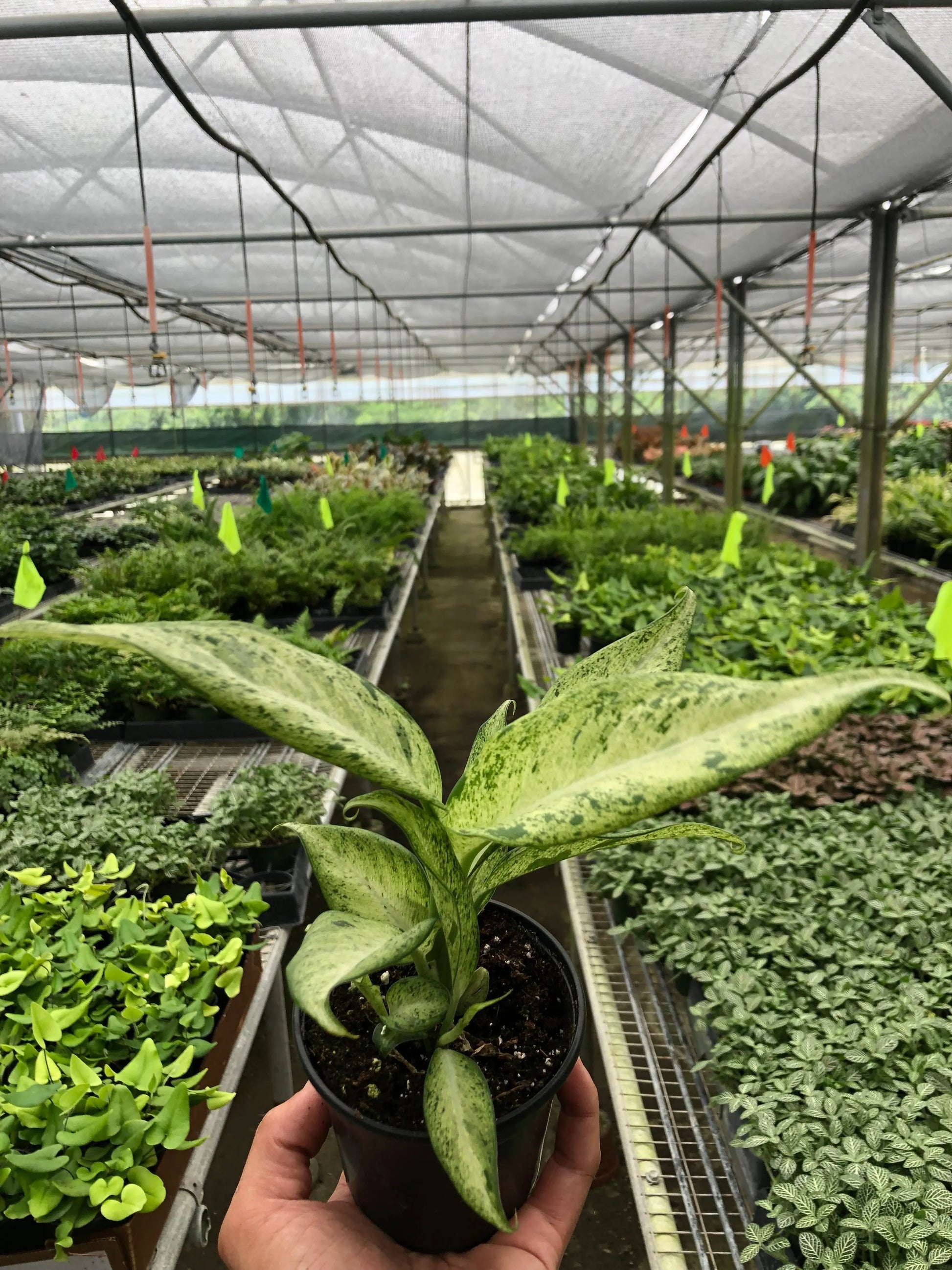 Dieffenbachia 'Camouflage' House Plant Dropship Botani Haven