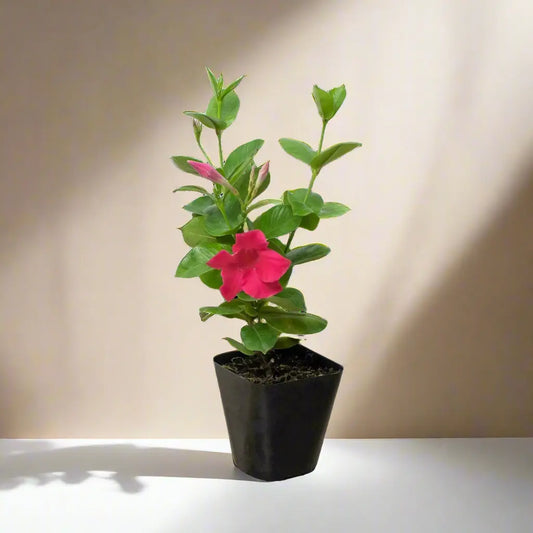Dipladenia 'Premier Hot Pink' House Plant Dropship Botani Haven