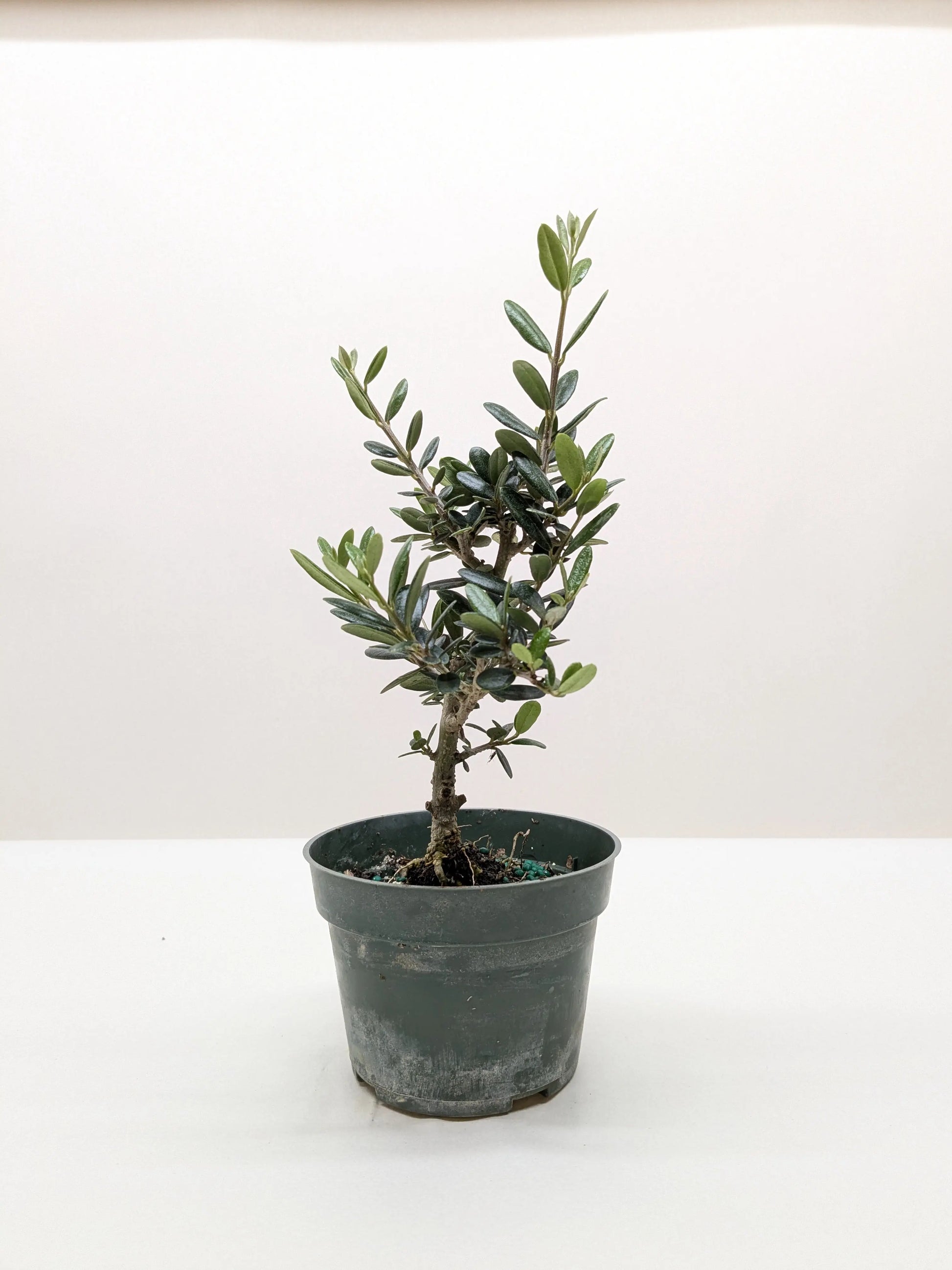 Common Olive Tree (Olea europaea) House Plant Dropship Botani Haven