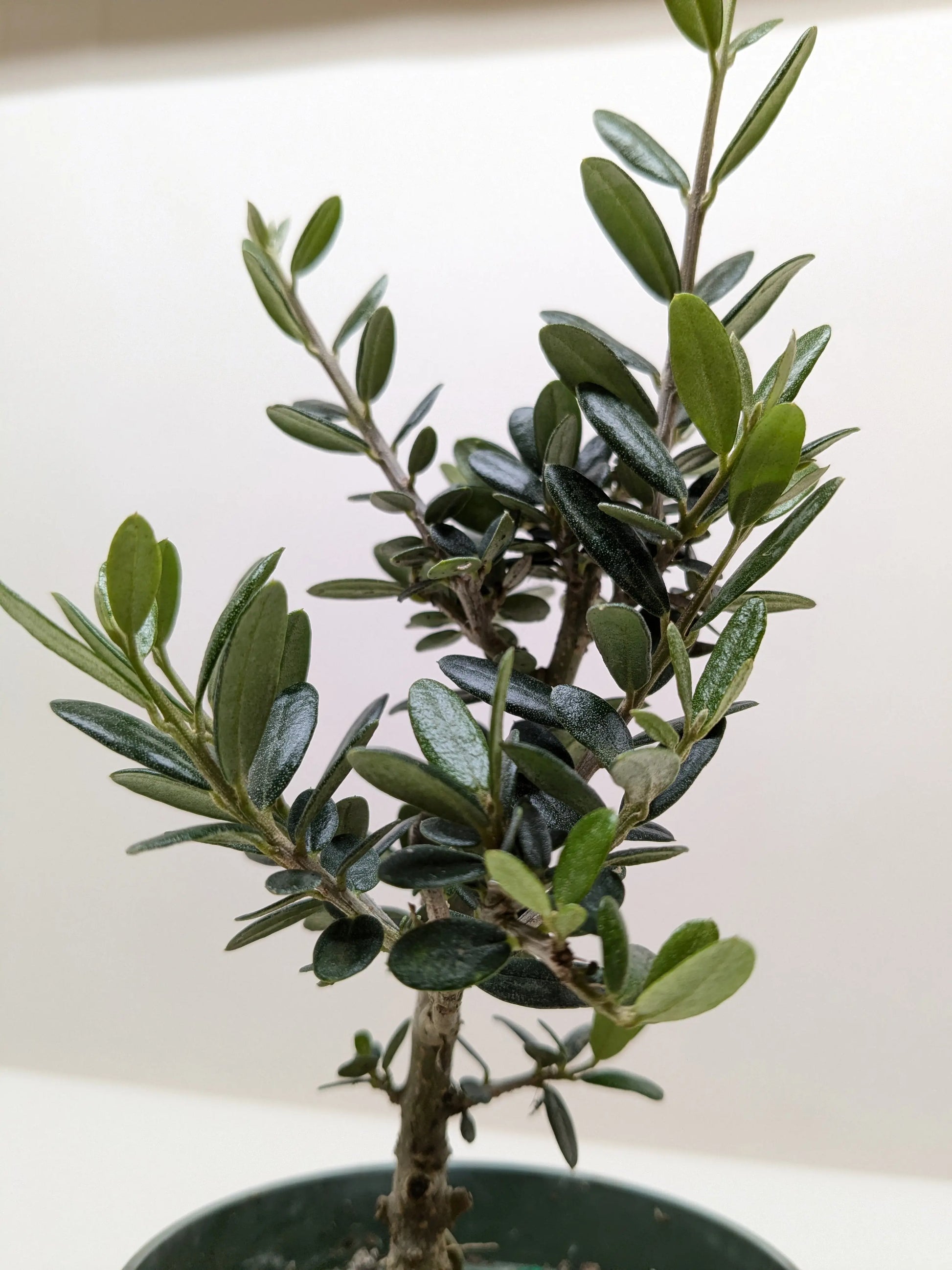 Common Olive Tree (Olea europaea) House Plant Dropship Botani Haven