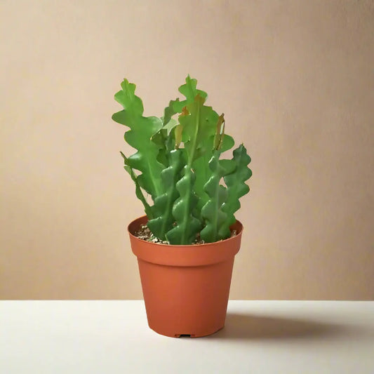 Epiphyllum 'Ric Rac' Cactus House Plant Dropship Botani Haven