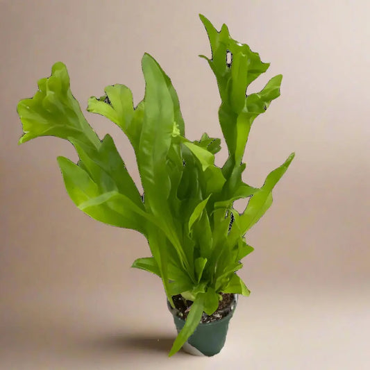 Fern 'Green Flame' House Plant Dropship Botani Haven