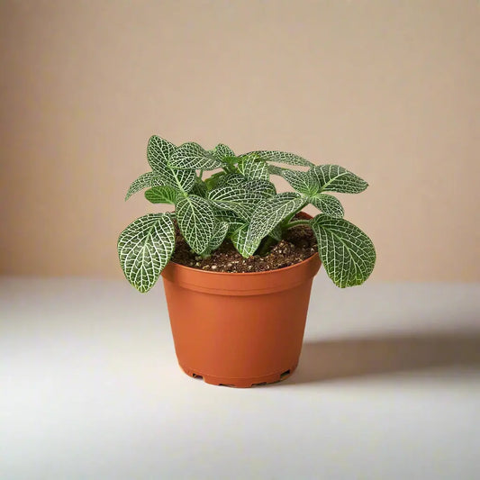 Fittonia 'White Nerve Plant' House Plant Dropship Botani Haven