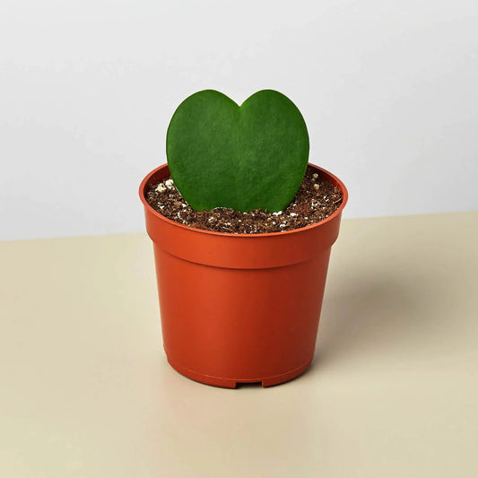 Hoya 'Sweetheart' House Plant Dropship Botani Haven