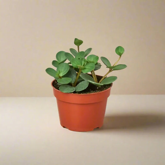 Peperomia 'Hope' House Plant Dropship Botani Haven