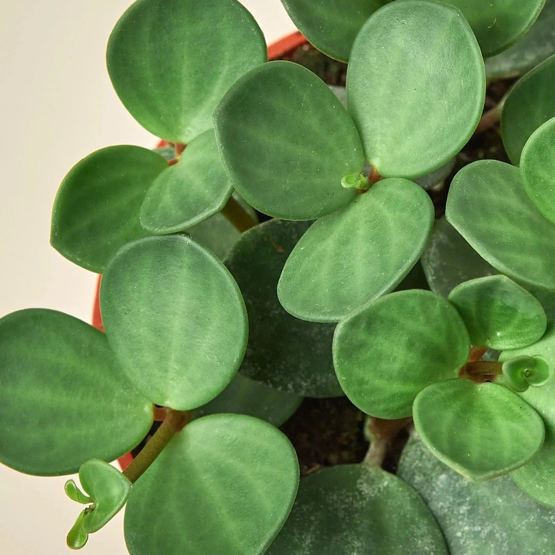 Peperomia 'Hope' House Plant Dropship Botani Haven