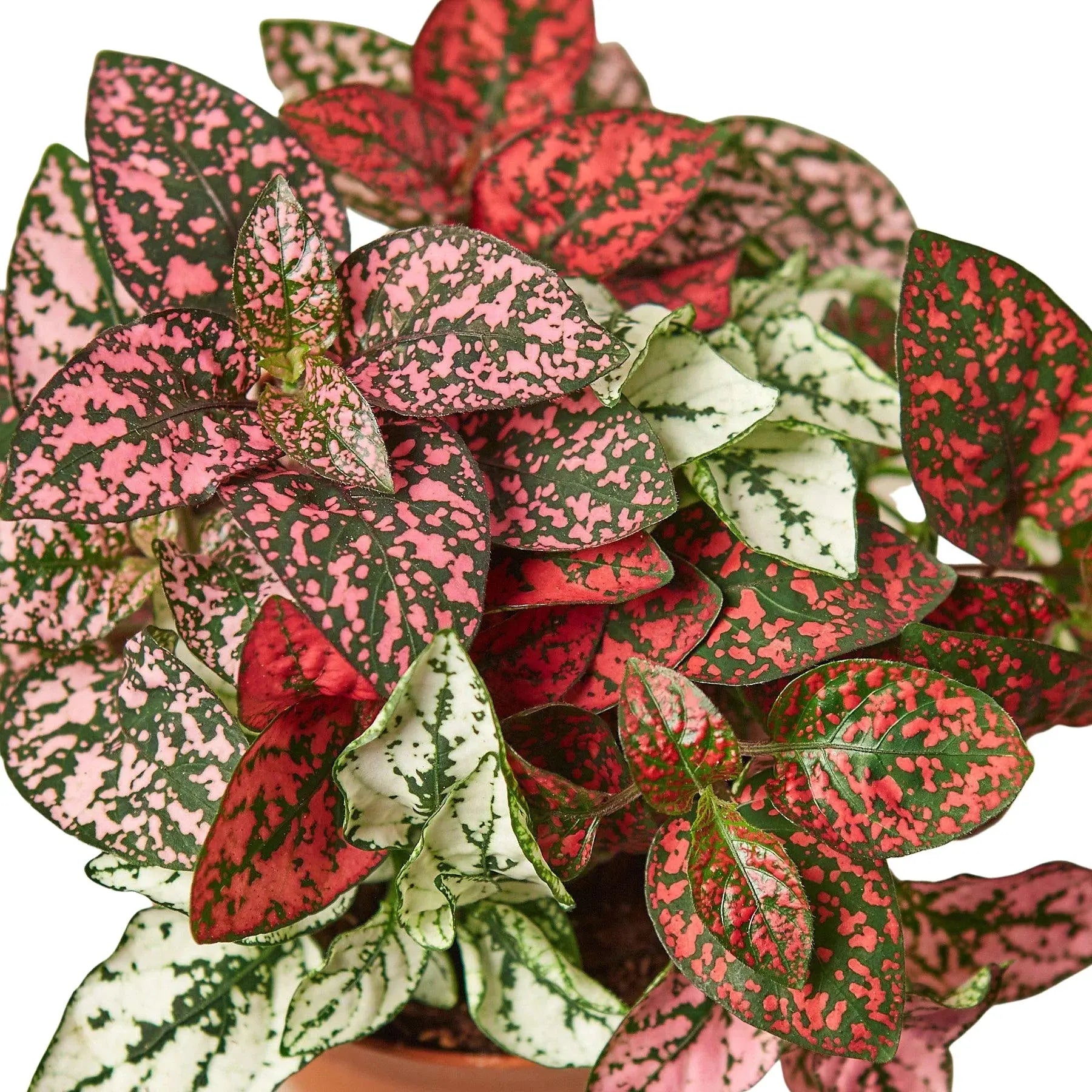 Hypoestes 'Polka Dot' House Plant Dropship Botani Haven