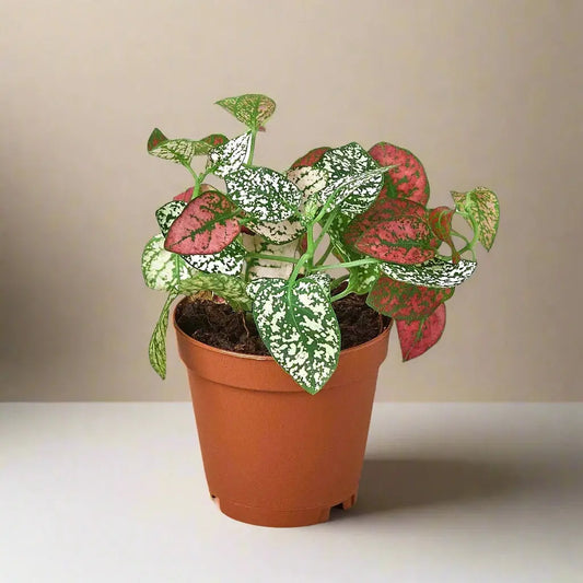 Hypoestes 'Polka Dot' House Plant Dropship Botani Haven