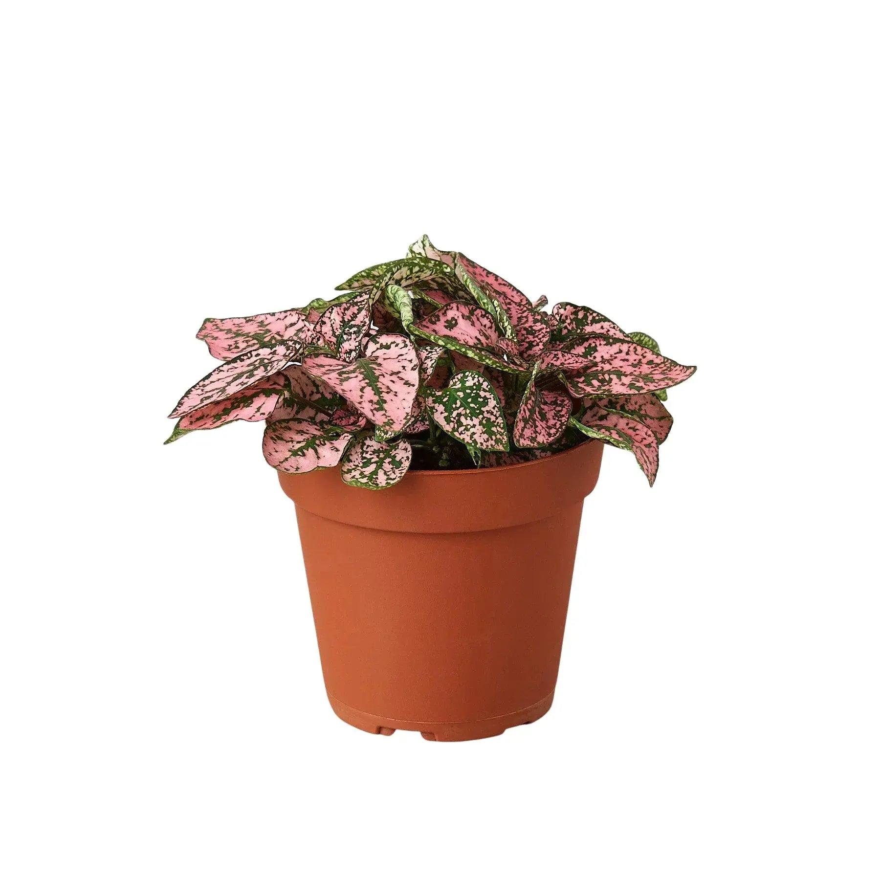 Hypoestes 'Polka Dot' House Plant Dropship Botani Haven