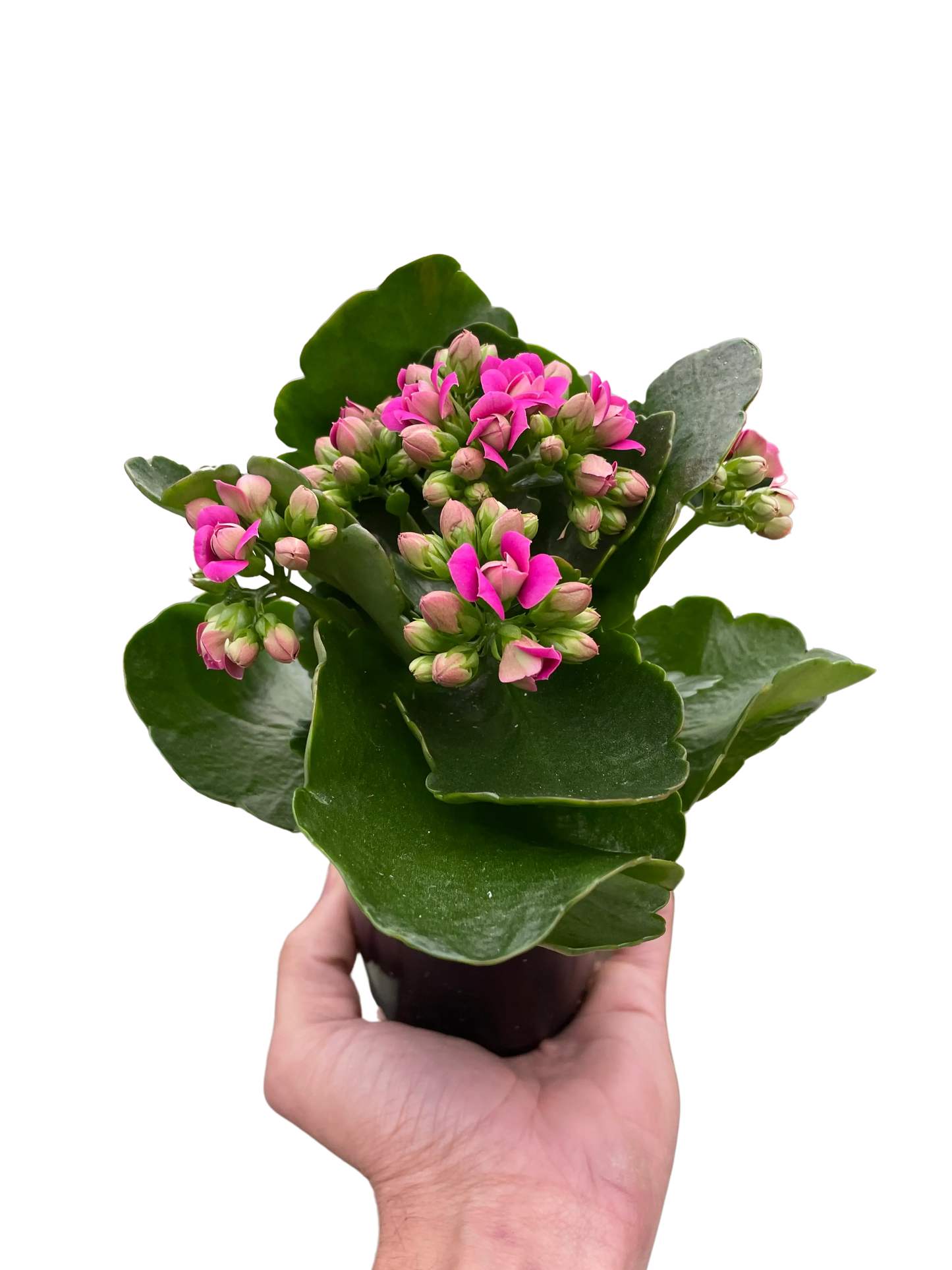 Succulent 'Kalanchoe' House Plant Dropship Botani Haven