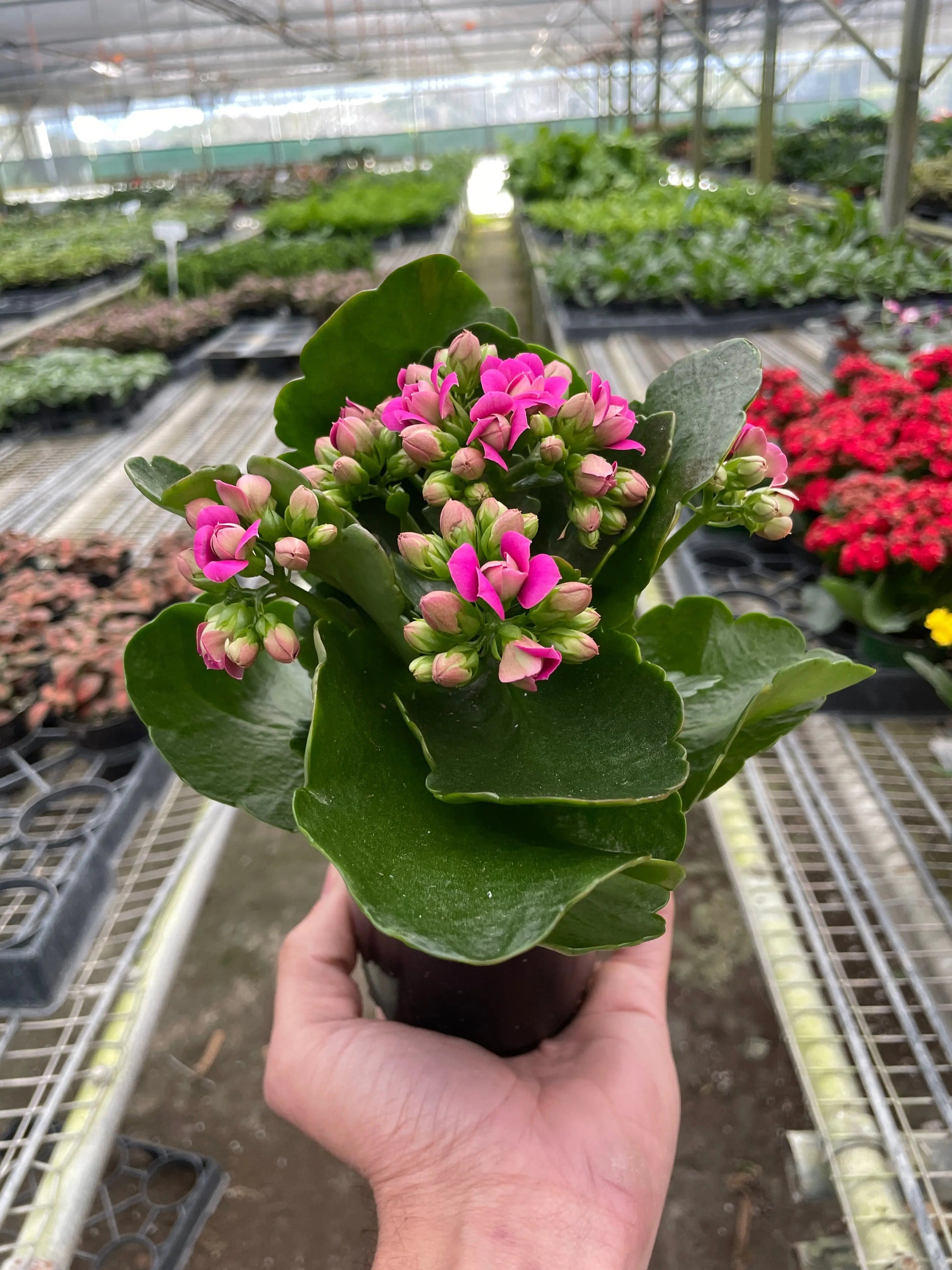 Succulent 'Kalanchoe' House Plant Dropship Botani Haven