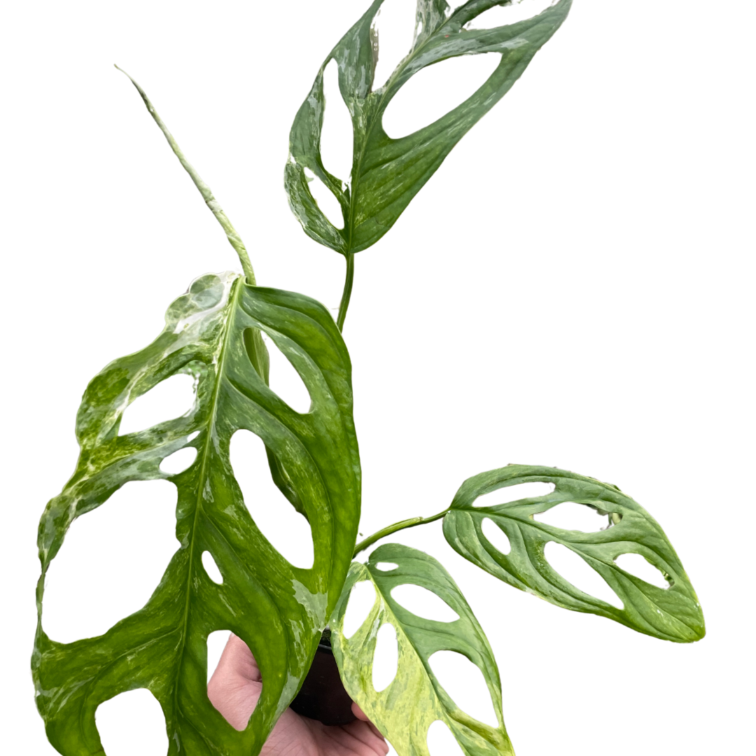 Monstera Adansonii 'Swiss Cheese Variegated'