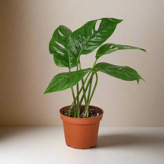 Monstera Adansonii 'Swiss Cheese' House Plant Dropship Botani Haven