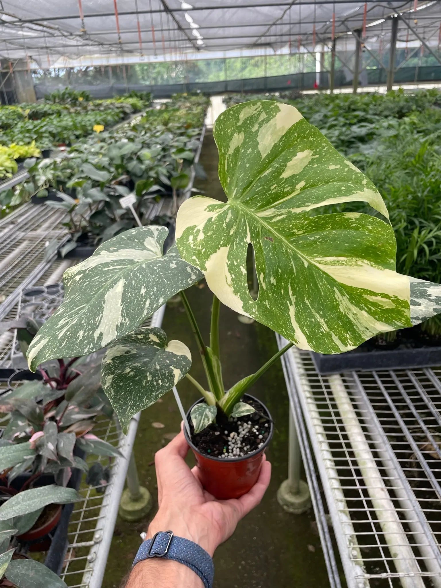 Monstera 'Thai Constellation' House Plant Dropship Botani Haven