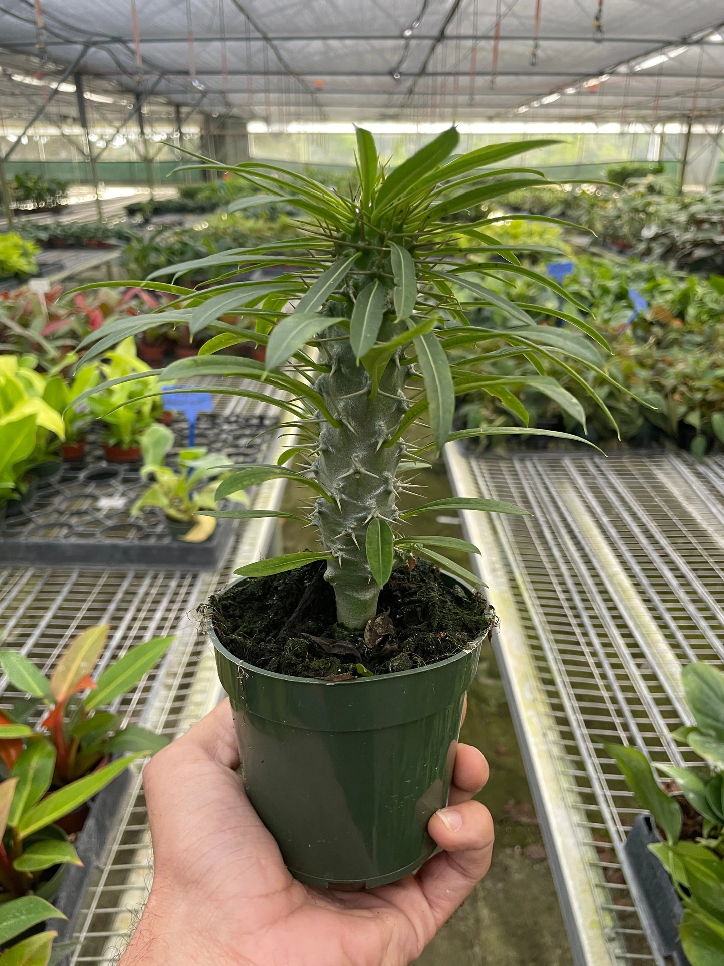 Pachypodium 'lamerei' (Madagascar Palm) House Plant Dropship Botani Haven