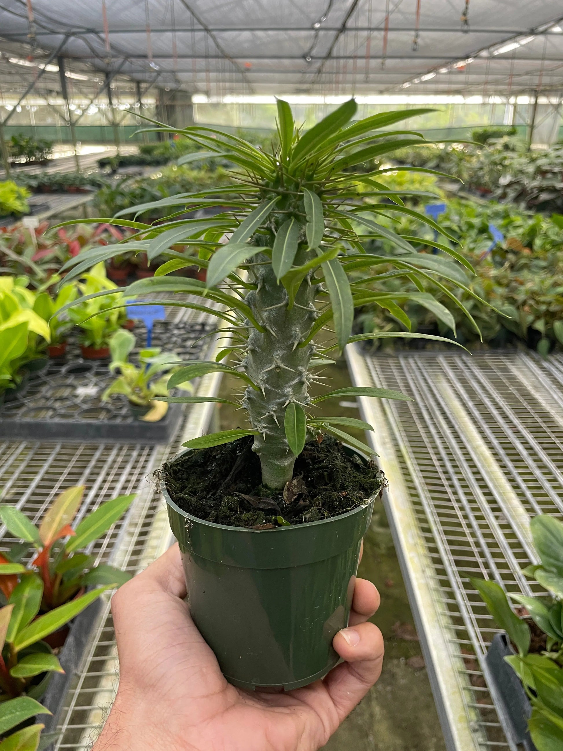 Pachypodium 'lamerei' (Madagascar Palm) House Plant Dropship Botani Haven