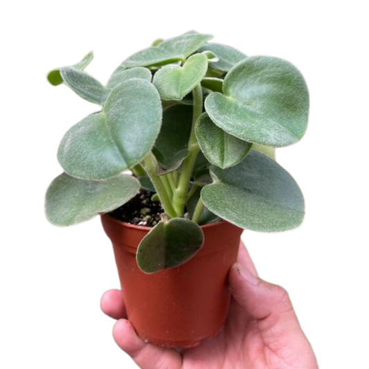 Peperomia 'Felted' House Plant Dropship Botani Haven