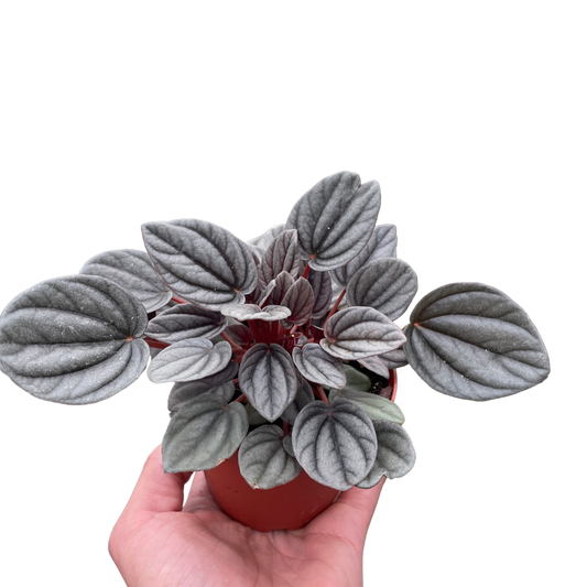 Peperomia 'Mendoza' House Plant Dropship Botani Haven