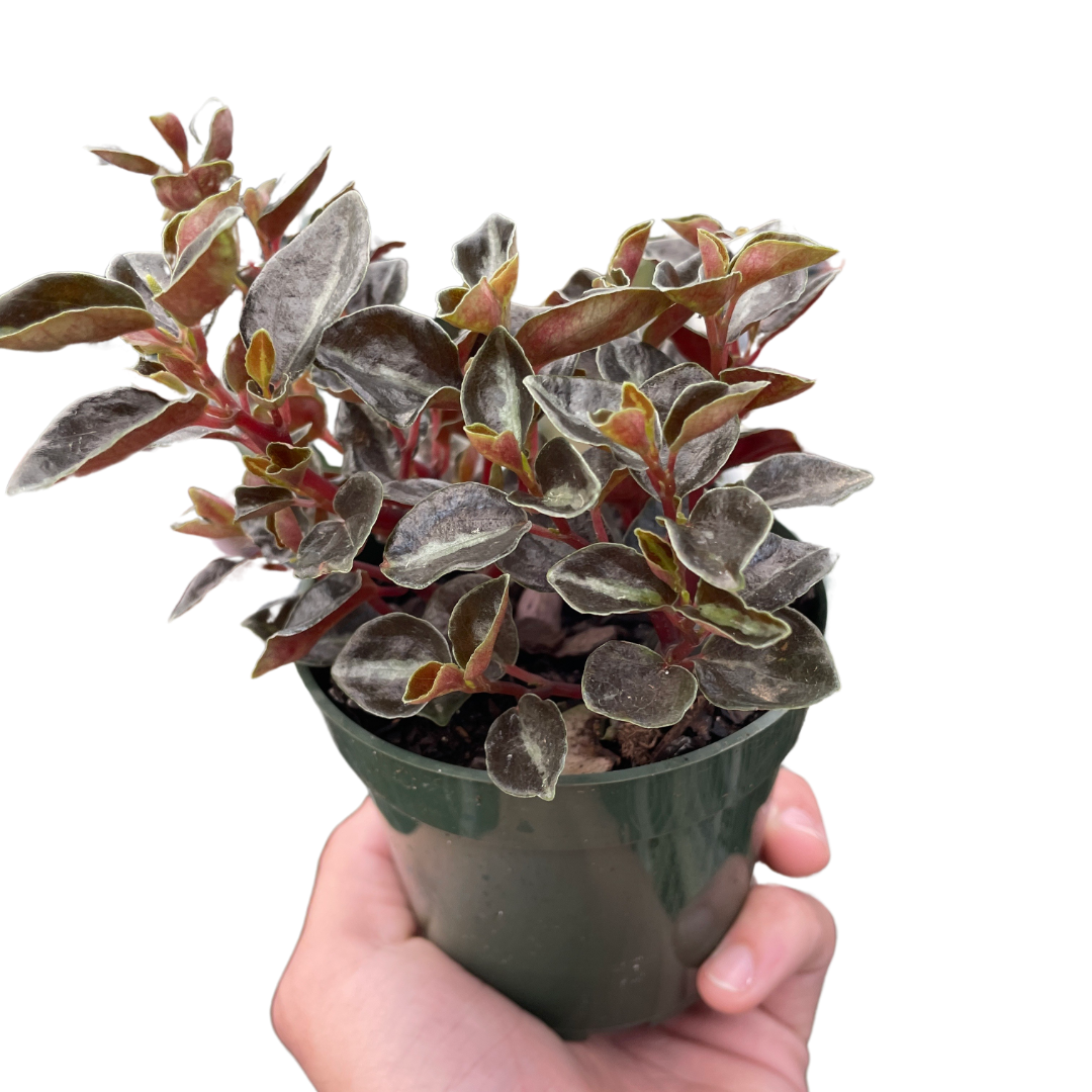 Peperomia 'Metallica' House Plant Dropship Botani Haven