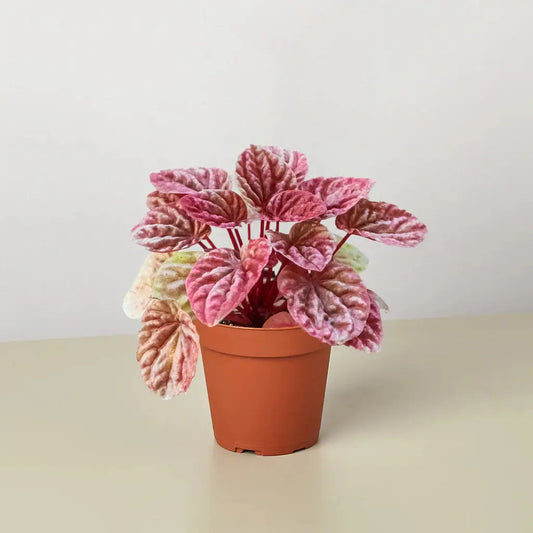 Peperomia 'Quito' House Plant Dropship Botani Haven
