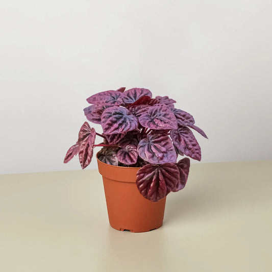 Peperomia 'Ripple Red' House Plant Dropship Botani Haven