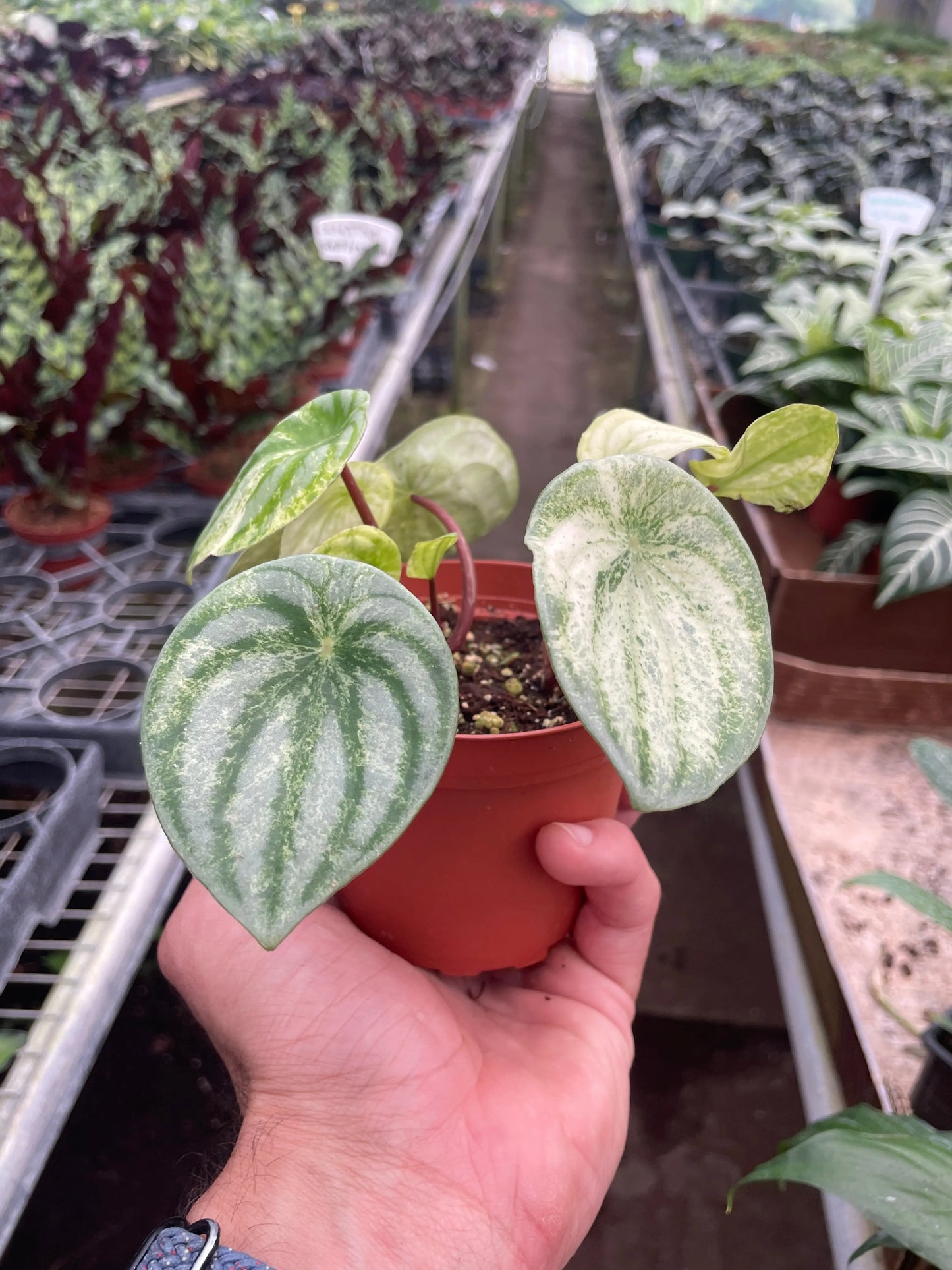 Peperomia 'Watermelon Variegated' House Plant Dropship Botani Haven
