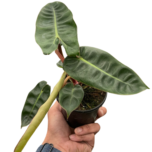 Philodendron 'Billietiae' House Plant Dropship Botani Haven