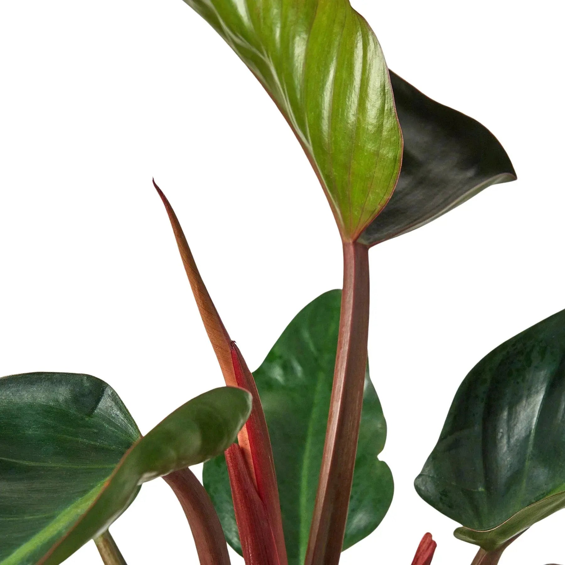 Philodendron 'Congo Rojo' House Plant Dropship Botani Haven