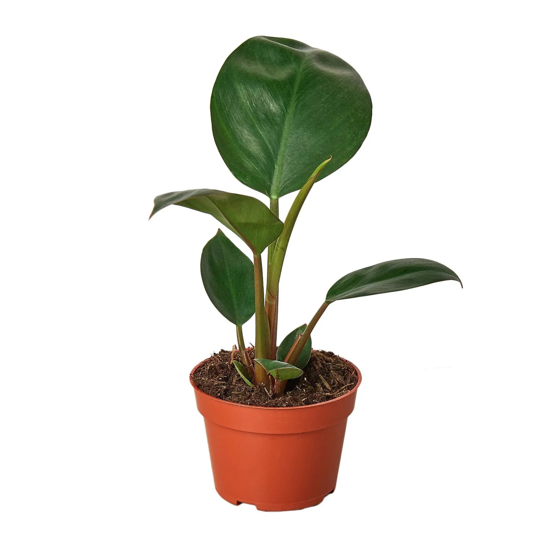 Philodendron 'Congo Rojo' House Plant Dropship Botani Haven