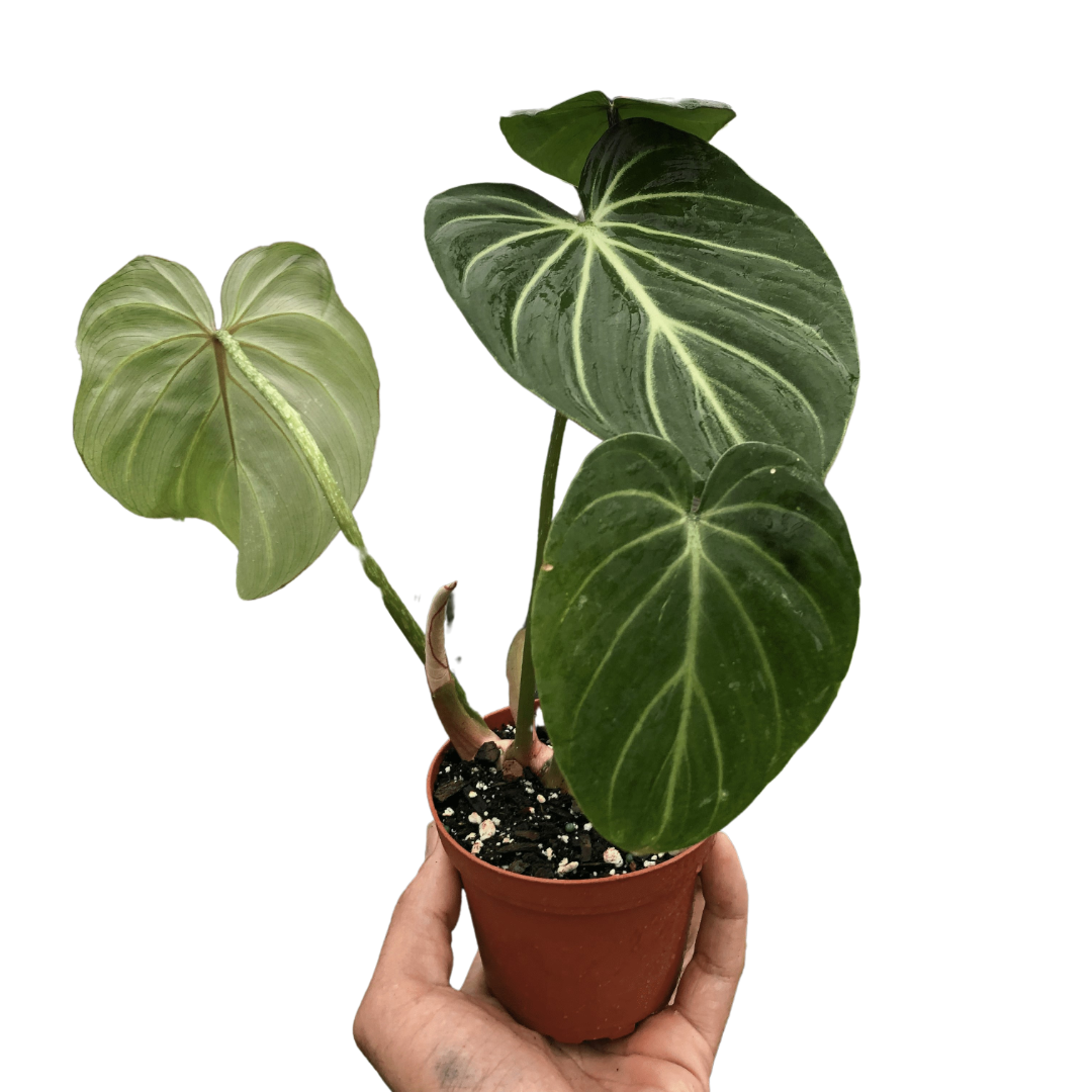 Philodendron 'Gloriosum'