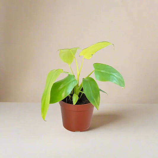 Bright and bold, the Philodendron 'Golden Violin' is a striking tropical houseplant with vibrant golden-yellow foliage that matures into deep green. Its uniquely lobed leaves resemble the shape of a violin, adding a dramatic flair to any indoor plant collection. This low-maintenance Philodendron thrives in bright, indirect light and is perfect for plant enthusiasts looking to add a pop of color to their space.