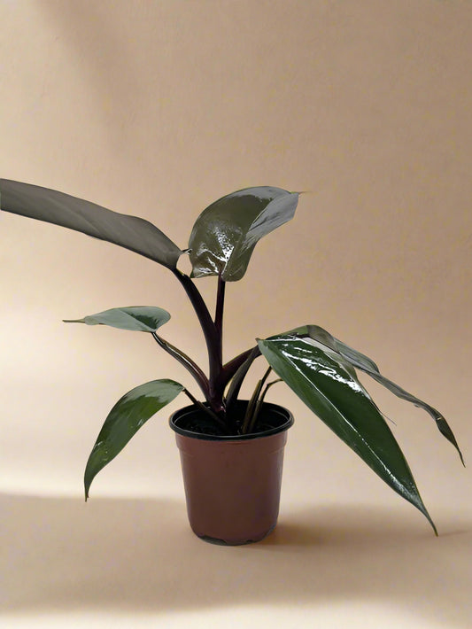 Philodendron 'Majesty'