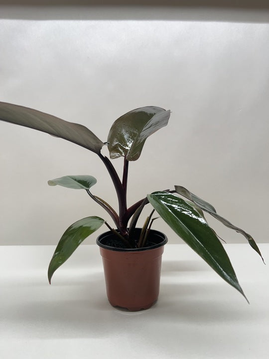 Philodendron 'Majesty'